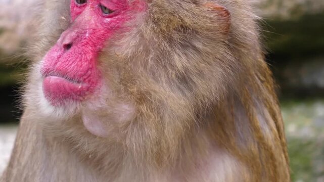Close up face and head of a macaque monkey chewing and looking around