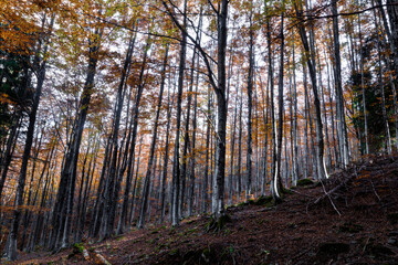 Dense autumn forest on a steep slope with pale light, Emilia Romagna, Italy