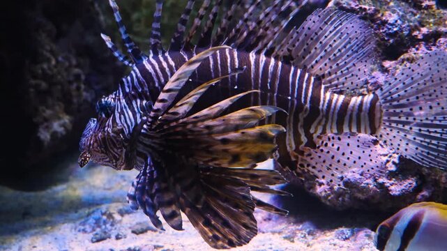Close up of a fire, zebra or lion fish slowly swimming around a reef underwater.