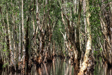 Fototapeta premium Jungle wetlands wilderness, Wetlands crucial for biodiversity, Swamp landscape ecological reserve in wildlife, Greenery rural area with swamp.