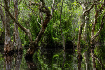Jungle wetlands wilderness, Wetlands crucial for biodiversity, Swamp landscape ecological reserve in wildlife, Greenery rural area with swamp.