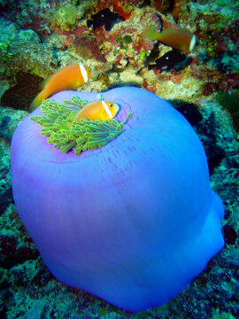 Deux poissons-clowns se cachent dans une magnifique an&eacute;mone violette, au c&oelig;ur d&rsquo;un r&eacute;cif color&eacute; des Maldives