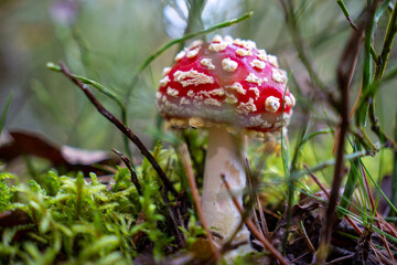 fly agaric Amanita muscaria. The iconic red-and-white spotted mushroom with its bold, eye-catching appearance stands out against the forest’s autumn palette.