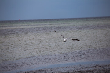 Möwe im Landeanflug