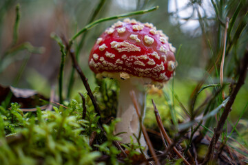 fly agaric Amanita muscaria. The iconic red-and-white spotted mushroom with its bold, eye-catching appearance stands out against the forest’s autumn palette.