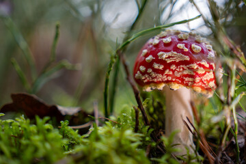 fly agaric Amanita muscaria. The iconic red-and-white spotted mushroom with its bold, eye-catching appearance stands out against the forest’s autumn palette.