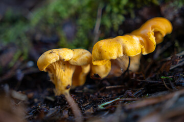 Wild golden chanterelle mushrooms in the forest. Photo taken in Sweden