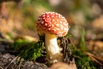 fly agaric Amanita muscaria. The iconic red-and-white spotted mushroom with its bold, eye-catching appearance stands out against the forest’s autumn palette.