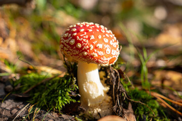 fly agaric Amanita muscaria. The iconic red-and-white spotted mushroom with its bold, eye-catching appearance stands out against the forest’s autumn palette.