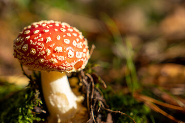 fly agaric Amanita muscaria. The iconic red-and-white spotted mushroom with its bold, eye-catching appearance stands out against the forest’s autumn palette.