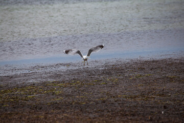 Möwe fängt einen Wurm im Flug