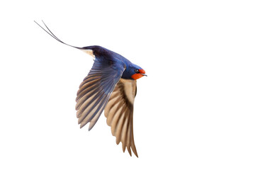 Barn Swallow Hirundo rustica in flight with its elegant tail, isolated on a white background