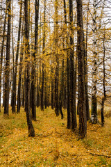 Fototapeta premium Golden Autumn Forest A Beautiful Pathway Through Trees Adorned with Vibrant and Striking Yellow Leaves, Creating a Stunning Natural Setting for Exploration and Serenity in the Great Outdoors