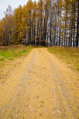 Fototapeta premium A Serene Autumn Pathway That Is Beautifully Surrounded by Majestic Golden Trees Forming a Gorgeous Canopy Along the Way, Inviting Exploration and a Peaceful Outdoor Adventure in Natures Embrace
