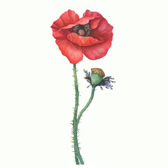 Red common poppy flower with leaves (Papaver rhoeas, corn poppy). Floral botanical greeting card. Hand drawn watercolor painting illustration isolated on white background.
