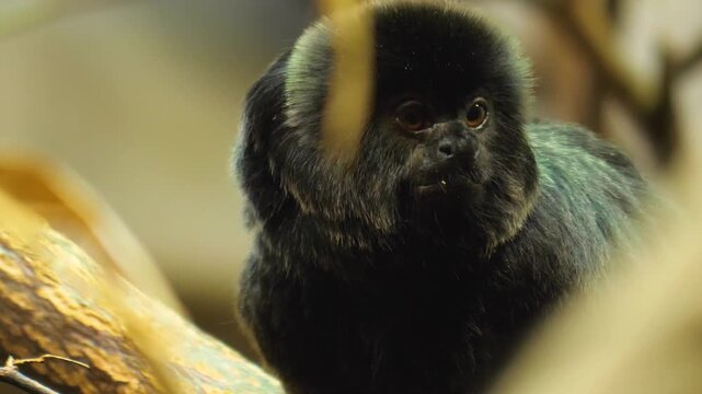Close up of a Black marmoset monkey head and face. sitting on a tree and watching