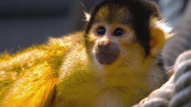 Close up face and head of a squirrel monkey looking around and resting