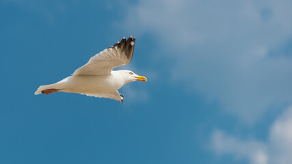 Goëland de profil en plein vol, sur fond de ciel bleu avec quelques nuages