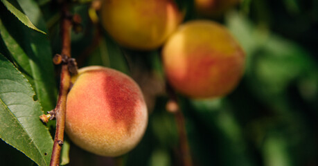 Ripe peach fruits on a tree branch with green leaves. Sunlight. An orchard.