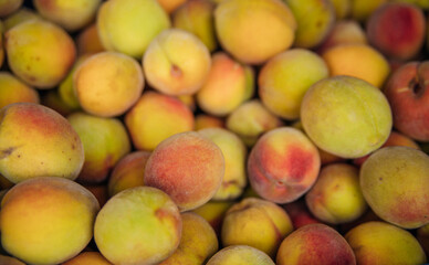 Ripe little peaches, autumn harvest. An orchard.
