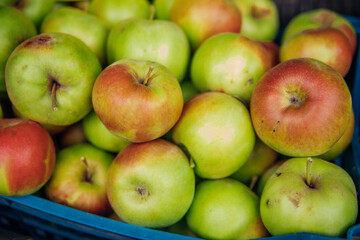 Ripe green apples, harvested in autumn. An orchard.