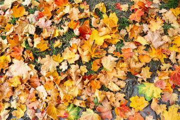 Autumn maple leaves covering green ground