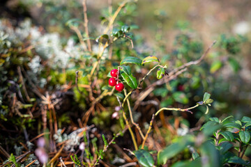 Berries of the forest lingonberry (cowberry, cranberry, red bilberry) closeup