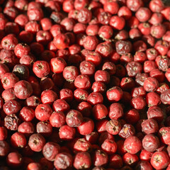 Dried red berries close-up with sunlight texture.