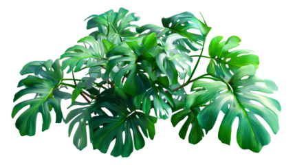 Lush Monstera Plant with Split Leaves, cut out transparent