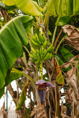 Banana tree with green bananas and a flower.