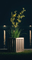 Tall yellow flowering plants in a wooden planter at night.