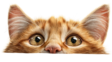 Curious orange kitten peeking with wide eyes, cut out transparent