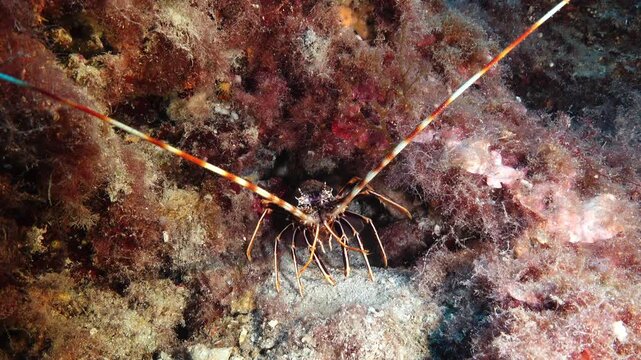 Mediterranean Sea lobster - Marine life