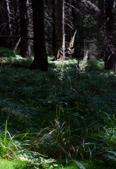 thin rays of sunlight in the dark forest
