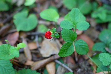 Single wild strawberry growing in the forest.
