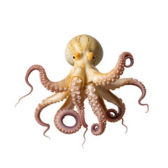 Obraz premium A single light brown octopus with eight tentacles spread out and coiled in a circular pattern isolated on transparent background