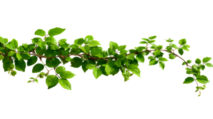Green vine with lush leaves on white background, cut out transparent