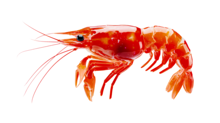 Bright Orange Translucent Shrimp Object, cut out transparent
