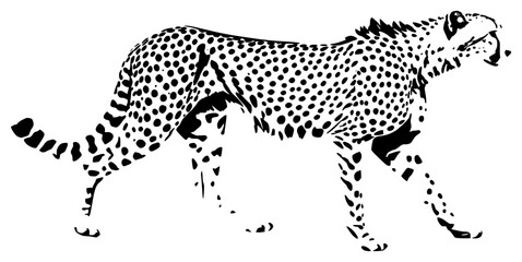 cheetah on a transparent background, black, cheetah, drawing, illustration, pen 