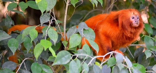 Tamarin-lion doré
