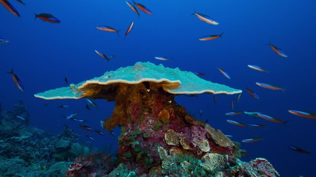 Underwater shot of strange mushroom shaped coral. Orona Atoll, Kiribati