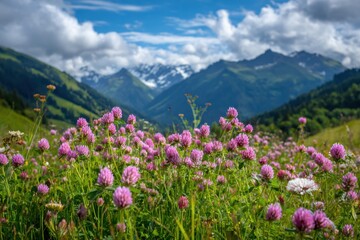 Fototapeta premium A picturesque field of pink clover bursts with color beneath a clear blue sky, framed by lush green grass and majestic mountains in the stunning Alps. Perfect for nature lovers.