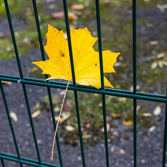 Herbstliche Impression - ein gelbes Blattverfangen im Zaun