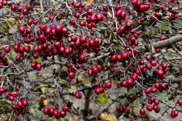 Rote Beeren des zweigriffeligen Weißdorns 