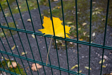 Herbstliche Impression - ein gelbes Blatt - Vom Winde verweht und verfangen im Zaun