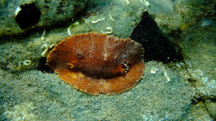 Redbrown leathery doris or redbrown nudibranch (Platydoris argo) undersea, Aegean Sea, Greece, Halkidikii, Pirgos beach