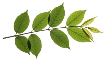 Obraz premium Single Whole Kiwi Fruit Isolated on White Background, Tropical Healthy Food