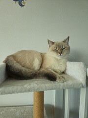 Cute cats playing on cat tower on white background isolated. Cute funny cat tree in the living  room with scratcher. Beautiful cat resting. British shorthair cat.  