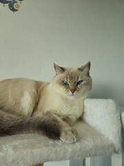Cute cats playing on cat tower on white background isolated. Cute funny cat tree in the living  room with scratcher. Beautiful cat resting. British shorthair cat.  