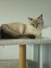 Cute cats playing on cat tower on white background isolated. Cute funny cat tree in the living  room with scratcher. Beautiful cat resting. British shorthair cat.  